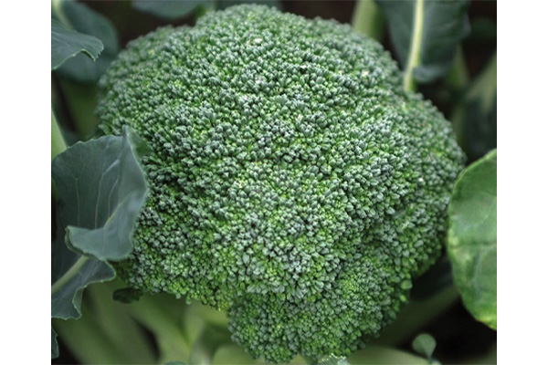 DELIGHT F1 Hybrid Brocolli
