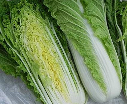  Hybrid Chinese Cabbage QUINA F1