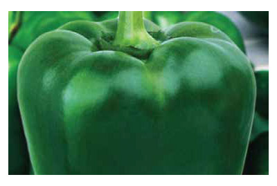Green Pepper CALYPSO FCS