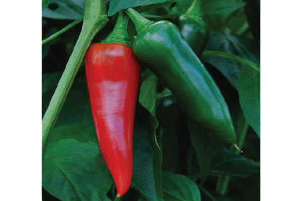 Hot Pepper BULLET FRESNO