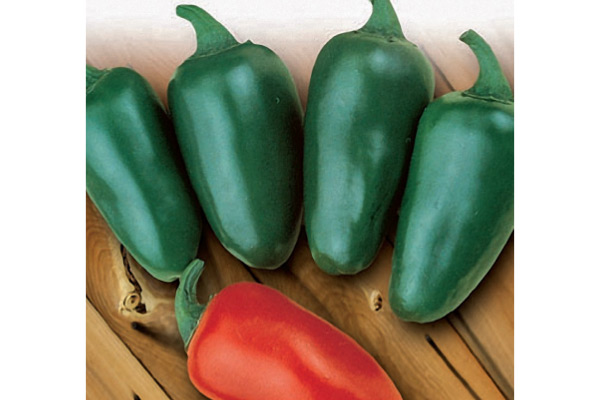 Hot Pepper BULLET JALAPENO
