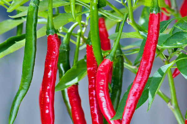 Hot Pepper LONG CAYENNE