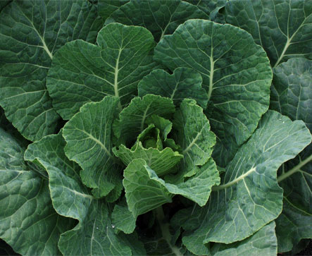 SPINNER F1 Hybrid Collard
