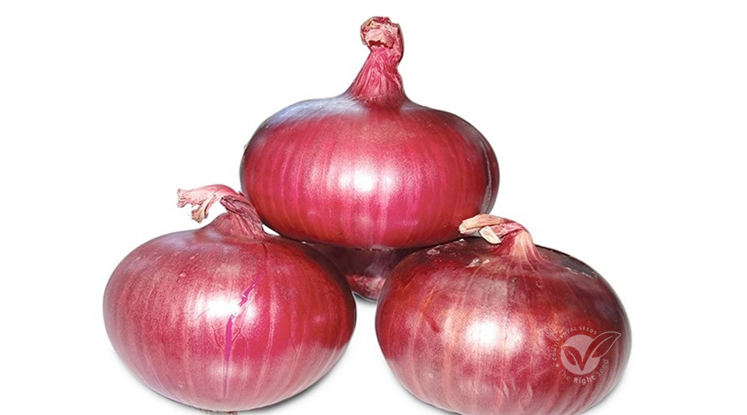 Superior short day onion selection adapted to harsh growing conditions. Good neck dry down with excellent storage capacity of over 6 months if well cured. 