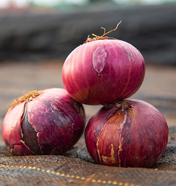RED CORNET F1 Hybrid Onion