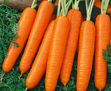 Carrot FANCY CS