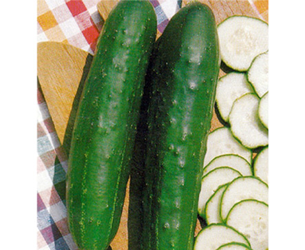 Cucumber ASHLEY