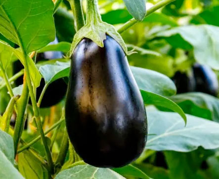 Eggplant BLACK BEAUTY