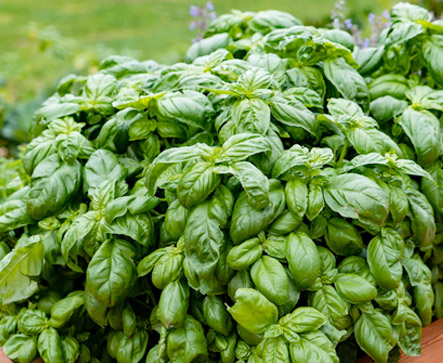 Herbs BASIL CLASSIC