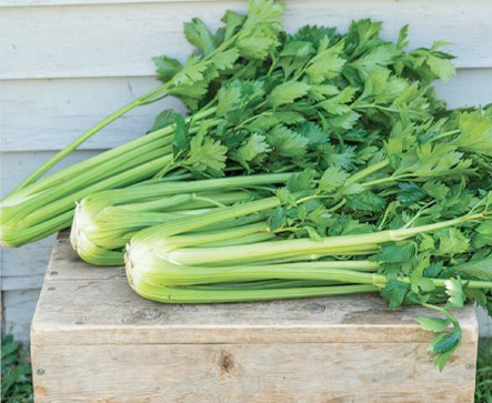 Herbs CELERY TALL CS