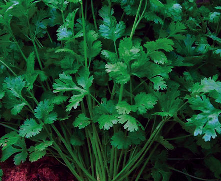 Herbs CORIANDER MULTICUT
