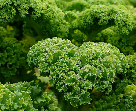 Herbs PARSLEY SUPER CURLED