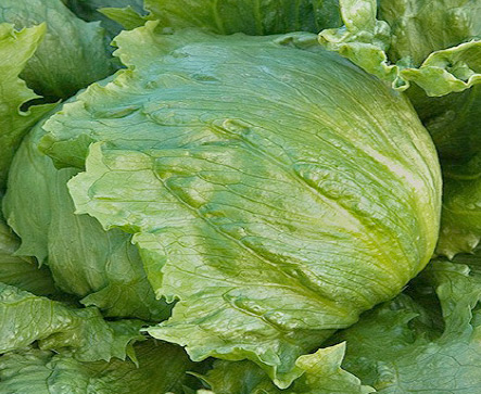 Lettuce HYB Tracy FCS