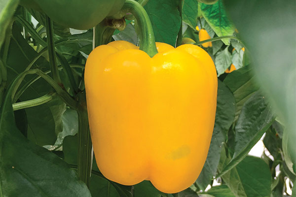 KIMBO F1 Hybrid Pepper