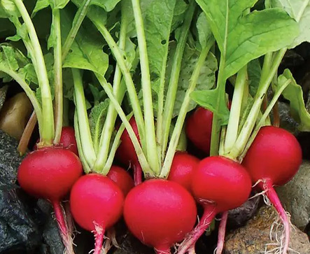 Radish CHERRY BELLE