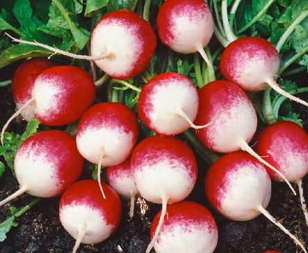 Turnip RED GLOBE