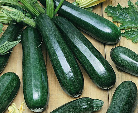 PHILEX F1 Hybrid Squash