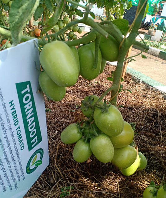 Open field variety tomato demo plot in Jinja Agricultural Trade Fair Demo plot in Jinja
