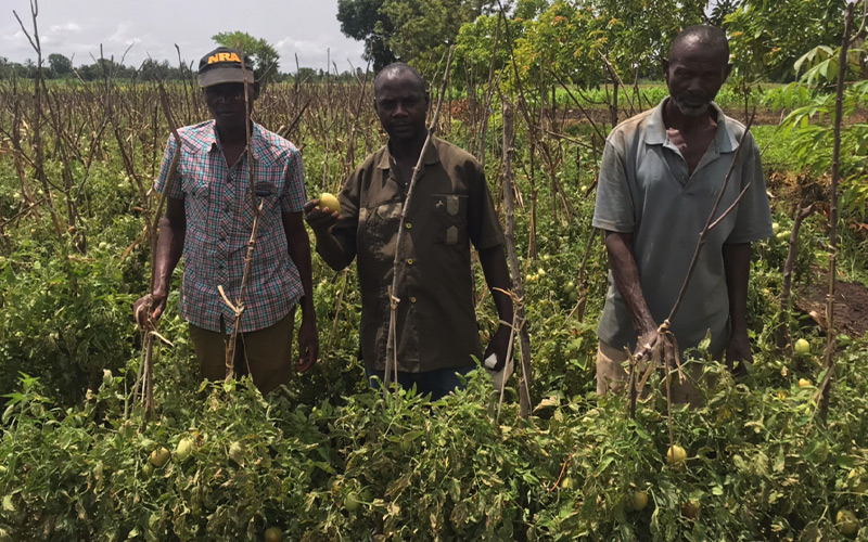 Hybrid Tomato Sifa F1 farmers in Tanzania Farmers in Tanzania display their produce of Hybrid Tomato Sifa F1 from Continental
