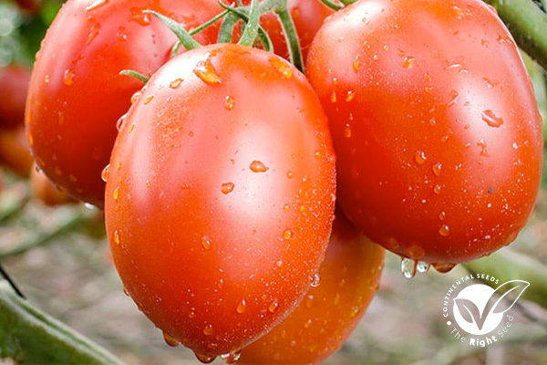 COMMANDO F1 Hybrid Tomato