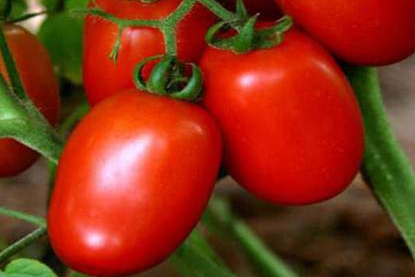 MASTER F1 Hybrid Tomato