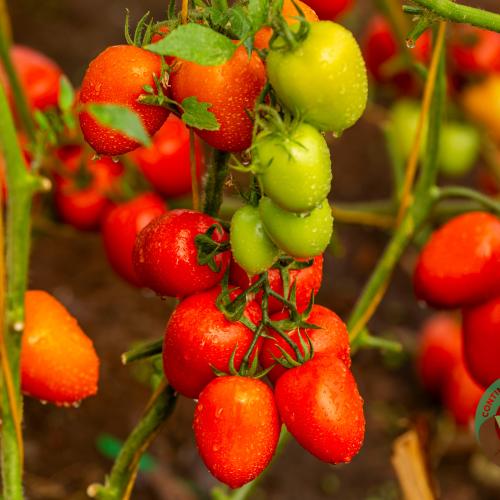 Hybrid Tomato STEVE F1