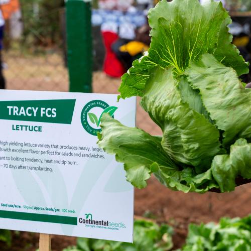 TRACY FCS Lettuce
