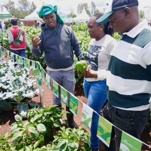 Farmers sampling BATIAN F1 Hybrid Pepper 